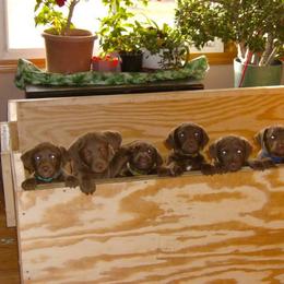Chesapeake Bay Retriever Puppies from Rennocks Top Of The Marsh Chesapeake Bay Retrievers