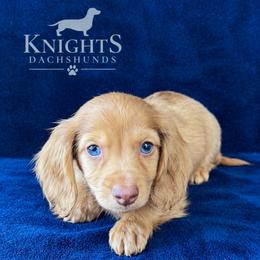 Chip 2500 - Dapple male Dachshund puppy in Brandon, Florida from Knights Dachshunds