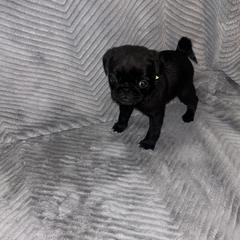 Pug Puppies from Rory’s Curly Tails