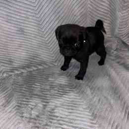 Pug Puppies from Rory’s Curly Tails