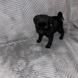 Pug Puppies from Rory’s Curly Tails