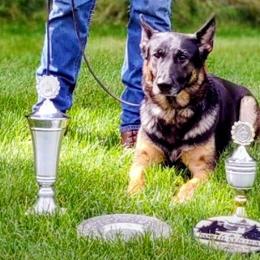German Shepherds from Kevin Baars