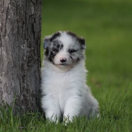 Australian Shepherd and German Shorthaired Pointer Puppies from Twin lakes ridge farm