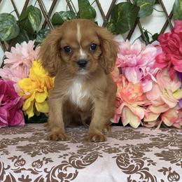 Winston - Ruby male Cavalier King Charles Spaniel puppy in Hollywood, Florida from World Class Cavaliers