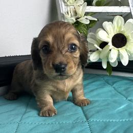 Viola - Dapple female Dachshund puppy in Gilbertsville, Kentucky from DeLaunes Dachshunds