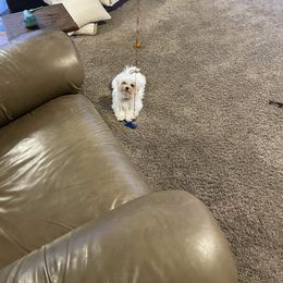 Maltipoo Puppies from Grassy Meadow Pups