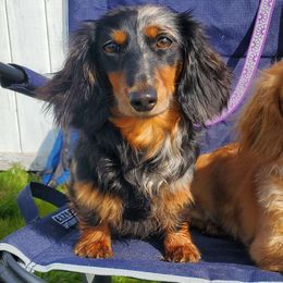 Harley - Dachshund
