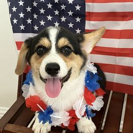 Pembroke Welsh Corgi Puppies from Becky's Pembroke Welsh Corgis