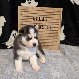 Atlas - Black and white male Siberian Husky puppy in Brunswick, Ohio from Blue Star Siberians