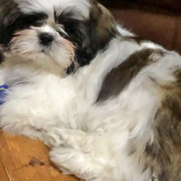 Shih Tzu Puppies from Willow Lane Shih Tzus