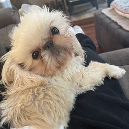 Ozzie - Shih Tzu