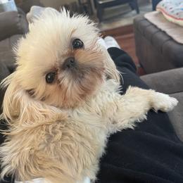 Ozzie - Shih Tzu