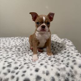 Lilac Fawn girl - Red female Boston Terrier puppy in Madera Acres, California from Muggin Bostons Terriers and Mini Dachshund