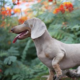 Louie - Dachshund