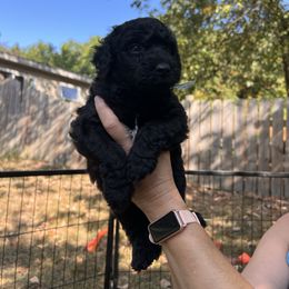 Lava - Black and white male Aussiedoodle puppy in Grand Haven, Michigan from Happy Hippy Doodles