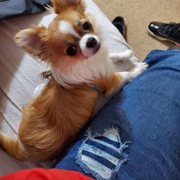 Chihuahua Puppies from Strawberry River Kennel