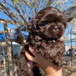 Bruno - Chocolate male Shih Tzu puppy in Azusa, California from RJ Shih Tzu lover