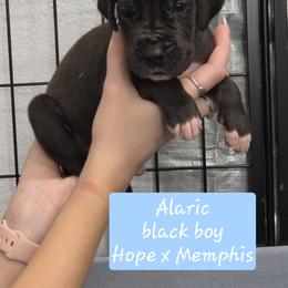 Alaric - Black male Great Dane puppy in Longview, Texas from Lazy A Danes