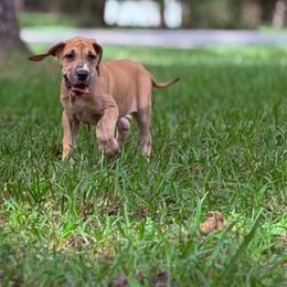 Chai - Fawn female Great Dane puppy in Montgomery, Texas from KD Sweet Southern Danes