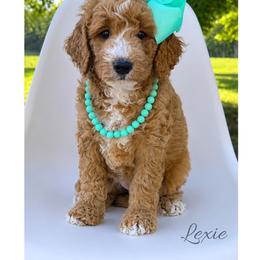Lexie - Red  female Goldendoodle puppy in State Road, North Carolina from Must Love Doodles