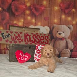 Orange girl - Caramel red female Labradoodle puppy in El Paso, Texas from My Cuddly Doodles