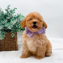 Candy - Apricot female Cavapoo puppy in North Carolina from NC Doodle Puppies