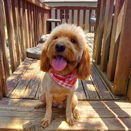 Sadie - Goldendoodle