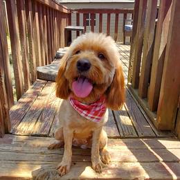 Sadie - Goldendoodle