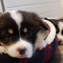 Pembroke Welsh Corgi Puppies from The Clever Corgi