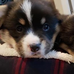 Pembroke Welsh Corgi Puppies from The Clever Corgi