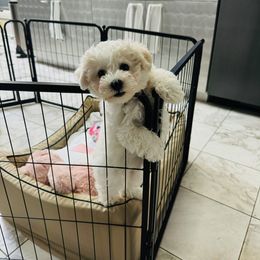 Bichon Frise Puppies from Blooming Bichons