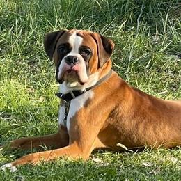 Lucious  - Boxer