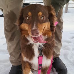 Sadie - Australian Shepherd