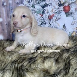 Cream Male Longhair Orange Collar - Cream male Dachshund puppy in Cleveland, Tennessee from Kelly's Doxie Farm