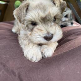 Miniature Schnauzer Puppies from Rooted Hearts Miniature Schnauzers