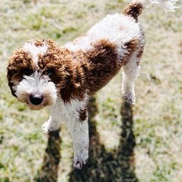 Teddy - Goldendoodle