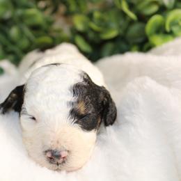 Black Tri Male - Phantom male Poodle puppy in Belgreen, Alabama from Scott’s Farm Poodles and Doodles