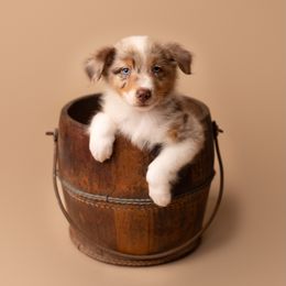 Australian Shepherd Puppies from Morton’s Farm