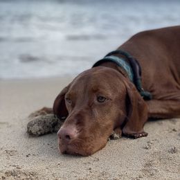 Vizsla All Grown Up from Alaea Farm & Kennel