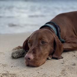 Vizsla All Grown Up from Alaea Farm & Kennel