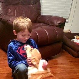 Pembroke Welsh Corgi All Grown Up from Kevin's Pembroke Welsh Corgis