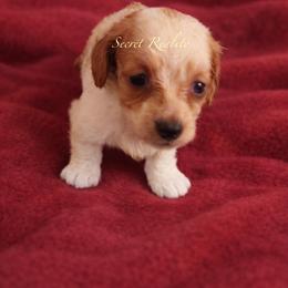 Rover - Piebald male Dachshund puppy in Ft Dodge, Iowa from Secret Reality