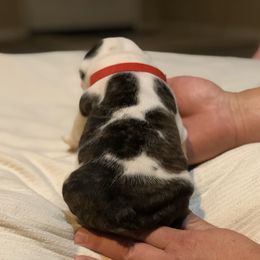 English Bulldog Puppies from Ruza's Bulldogs