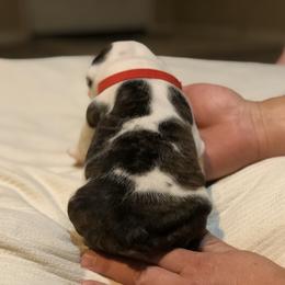 English Bulldog Puppies from Ruza's Bulldogs