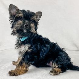 Dachshund, Great Dane, and Yorkshire Terrier Puppies from WZ Kennels
