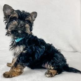 Dachshund, Great Dane, and Yorkshire Terrier Puppies from WZ Kennels