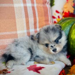 Paloma - Merle female Pomsky puppy in Greenville, South Carolina from Thicketty Mountain Pomskies