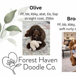 Goldendoodle puppies from Forest Haven Doodle Co.