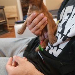 Freya - Red female Irish Terrier puppy in Sagle, Idaho from Jackman's Puppies