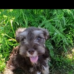 Miniature Schnauzer Puppies from Templin Pups